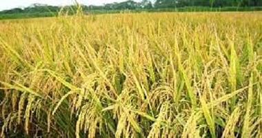 পিরোজপুরে আমন চাল উৎপাদনের লক্ষ্যমাত্রা ১ লাখ ৩৯ হাজার মে:টন