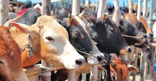 সিলেটে চাহিদার চেয়ে বেশি কোরবানির পশু